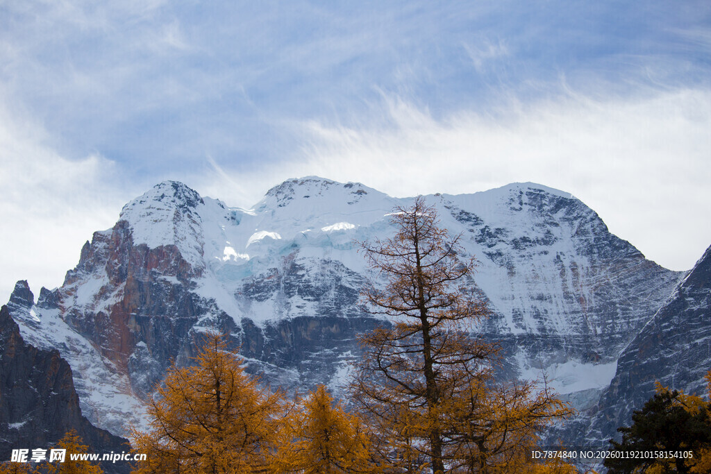 秋日雪山旁的金黄树木