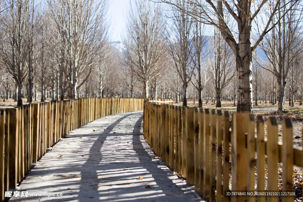林间木径 冬日静谧之景