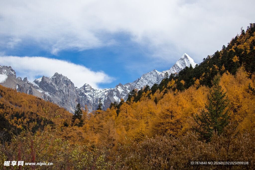 秋日山林间的巍峨雪山