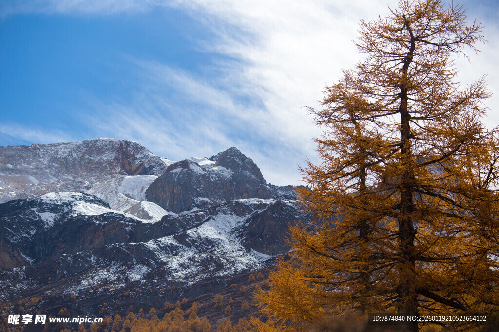 秋日雪山旁的金黄树木
