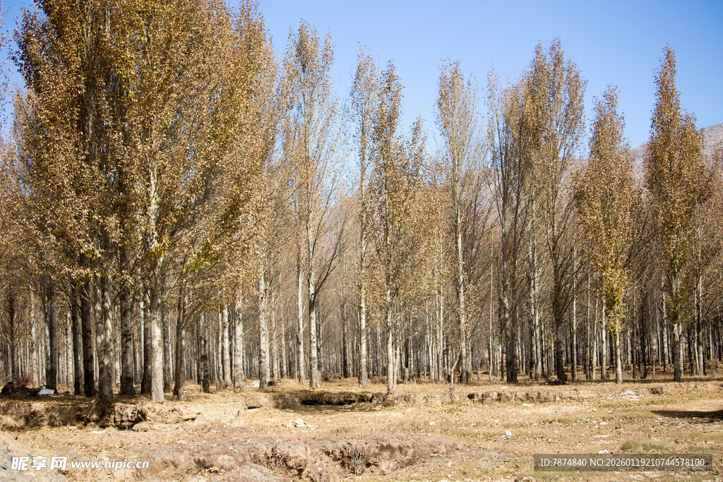 秋日白杨林景观