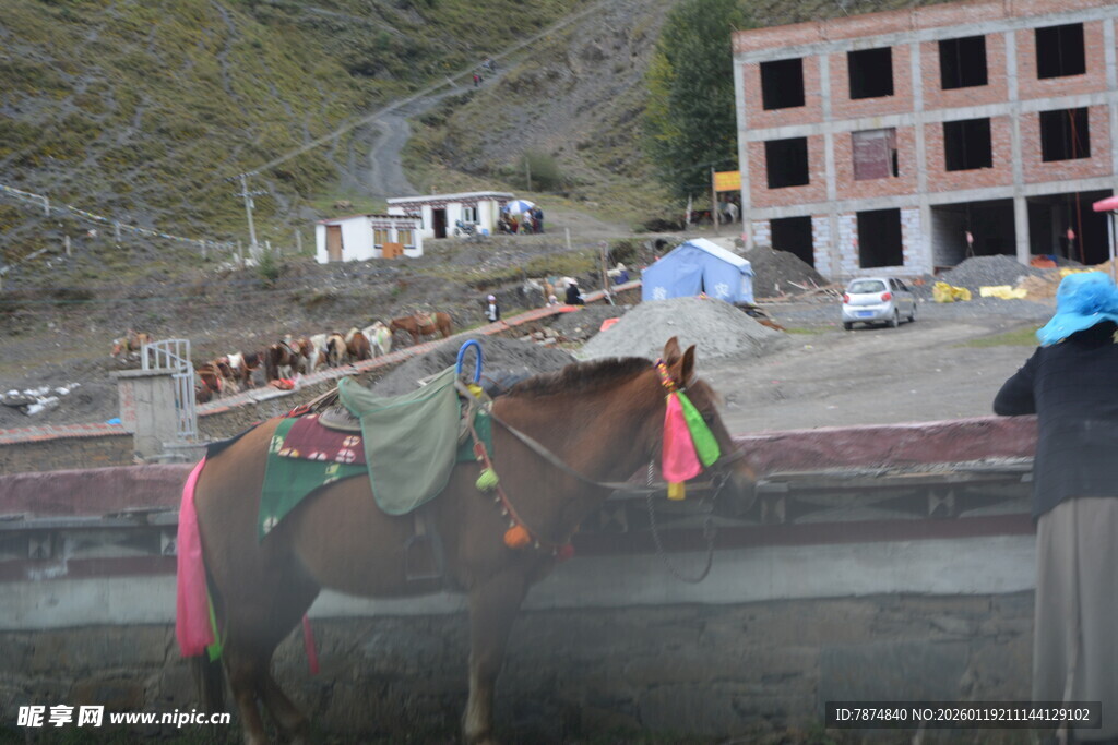 街头装饰精美等待的马匹