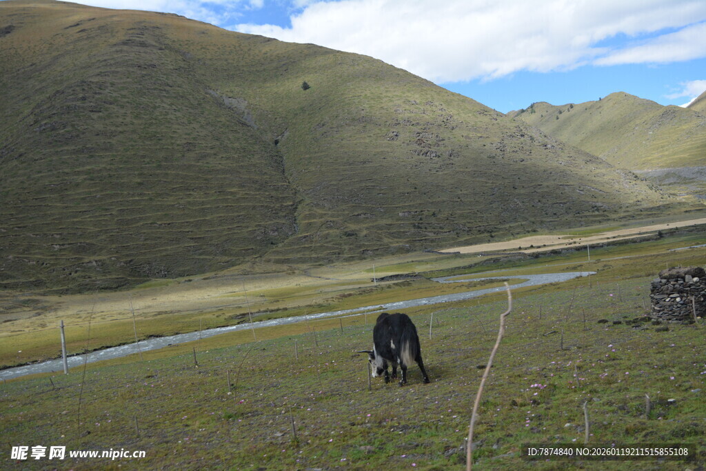 草原上的马儿悠然吃草