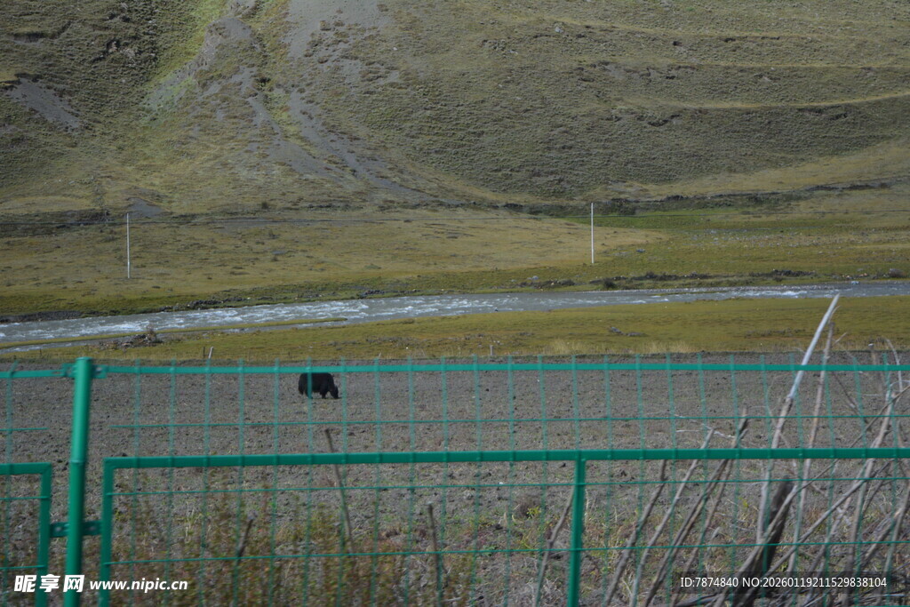 围栏内草地中的黑色动物