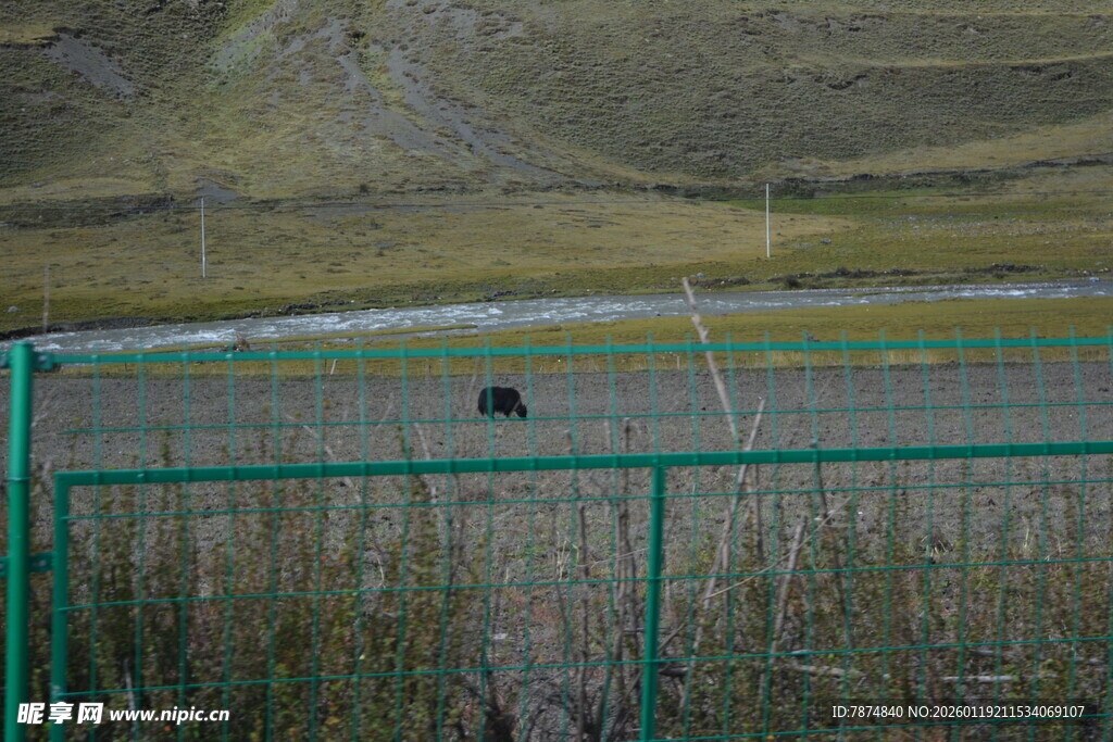 围栏内的草原与黑色动物