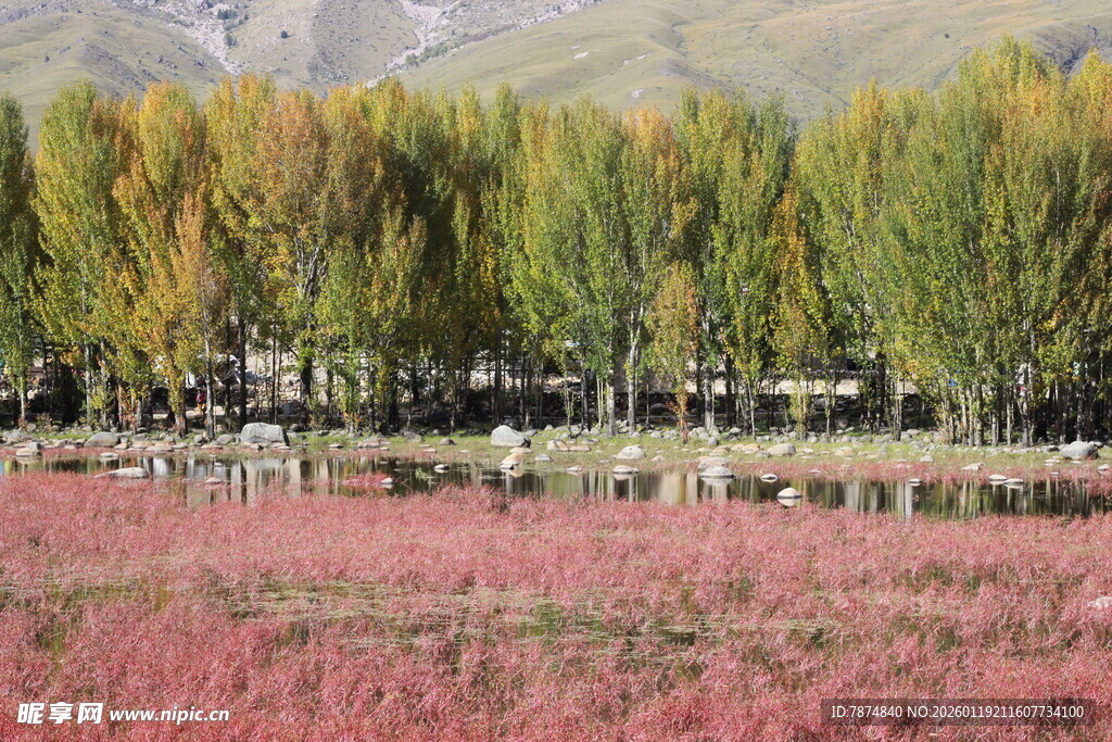 秋日粉黛草与彩林美景
