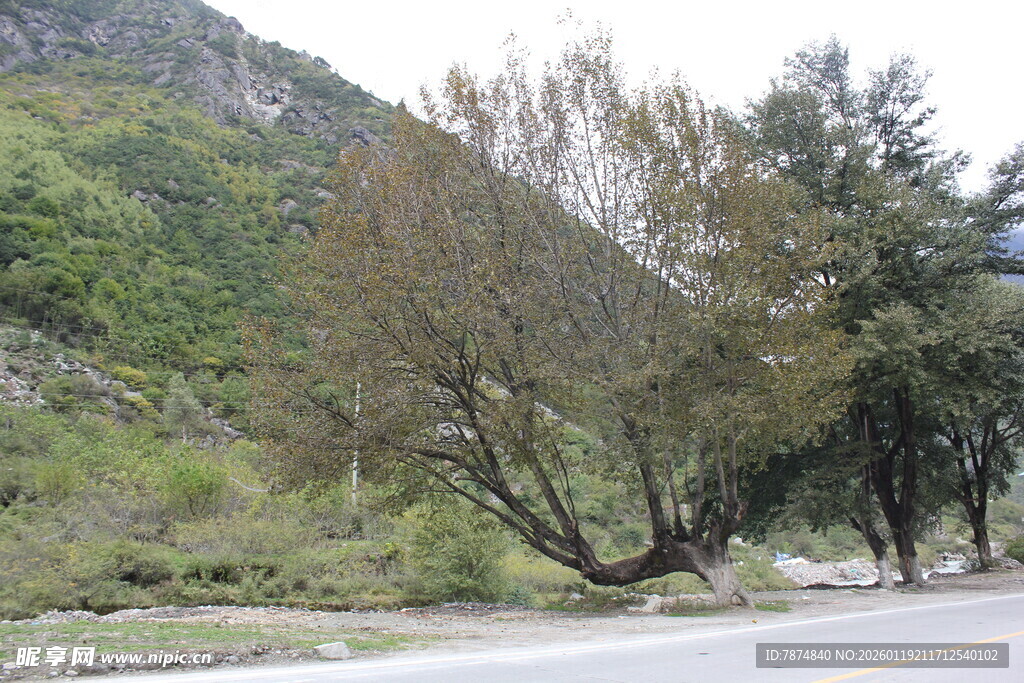 路边倾斜树木与青山景色
