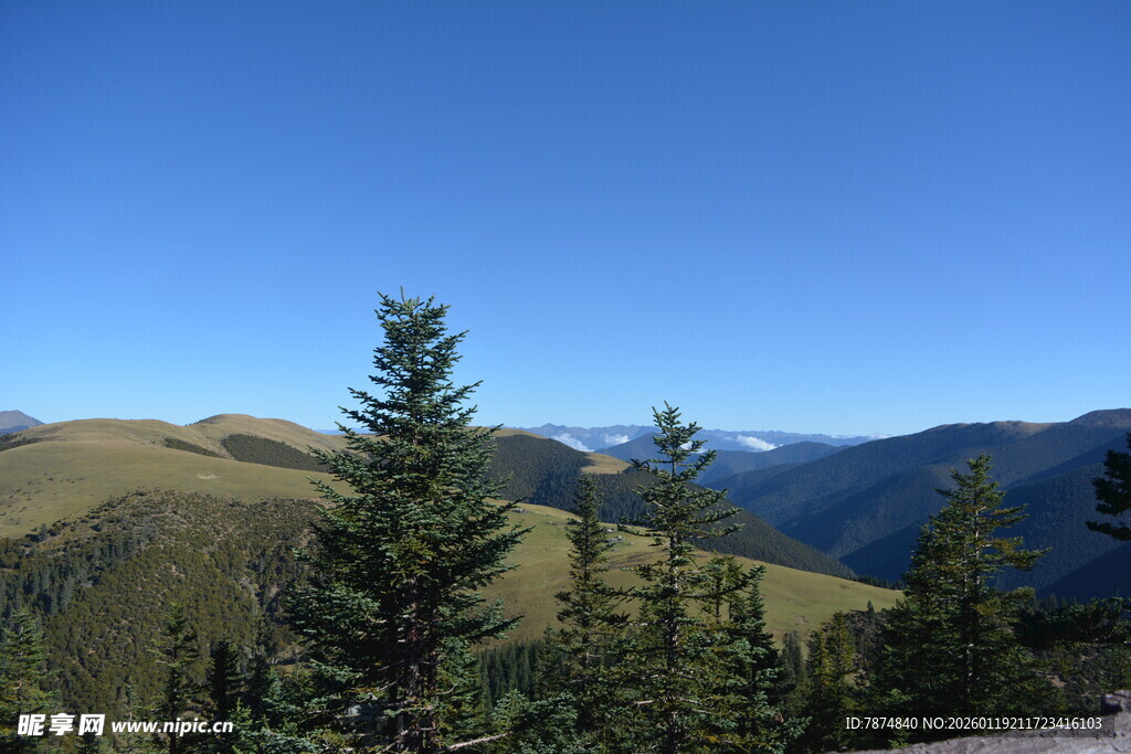 山间松林 蓝天映衬美景