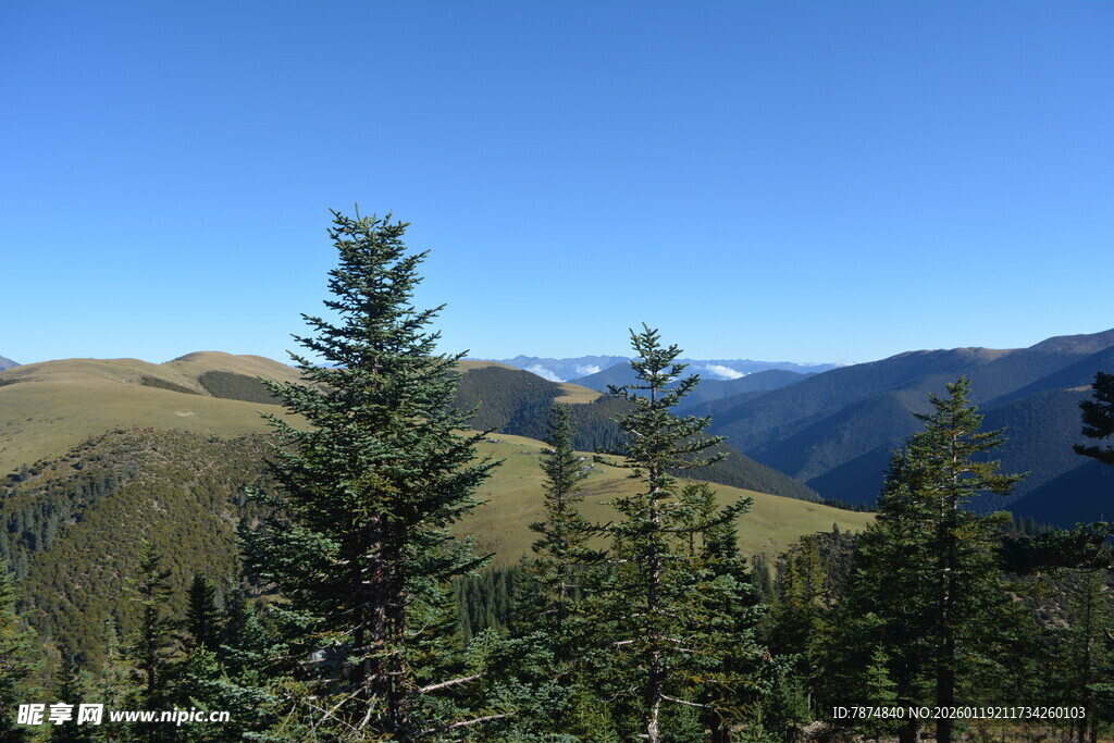 高山松林与远处山峦景色
