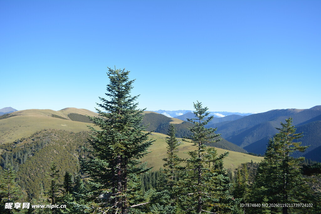 高山松林与远处山峦景色