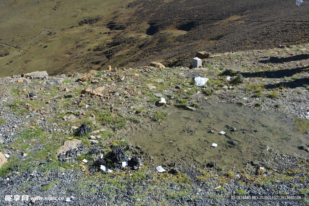 岸边浅滩上的小鸟