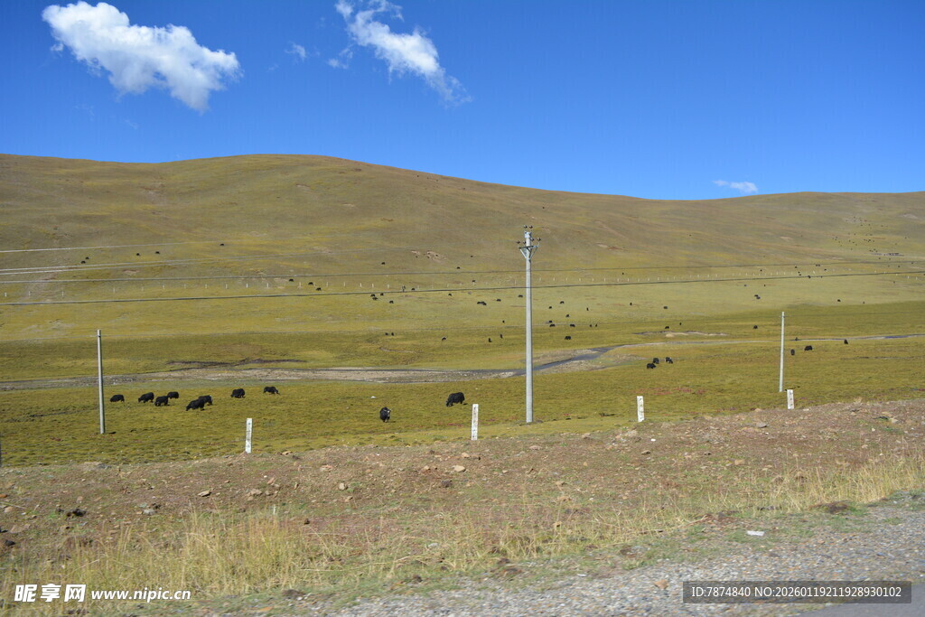 草原公路边的悠然牧场景象