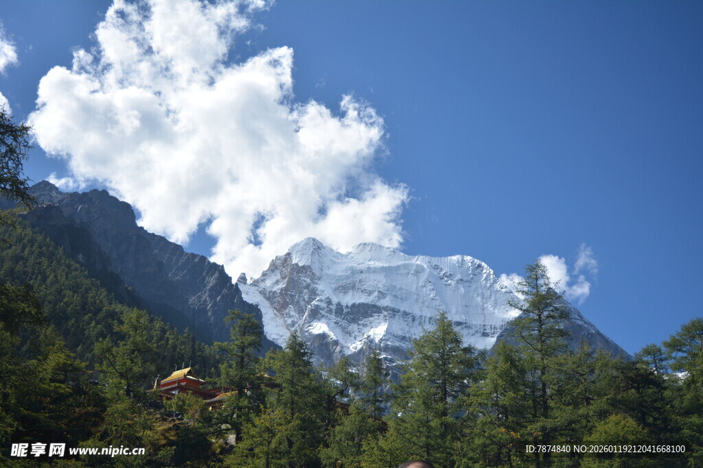 巍峨雪山下的葱郁森林