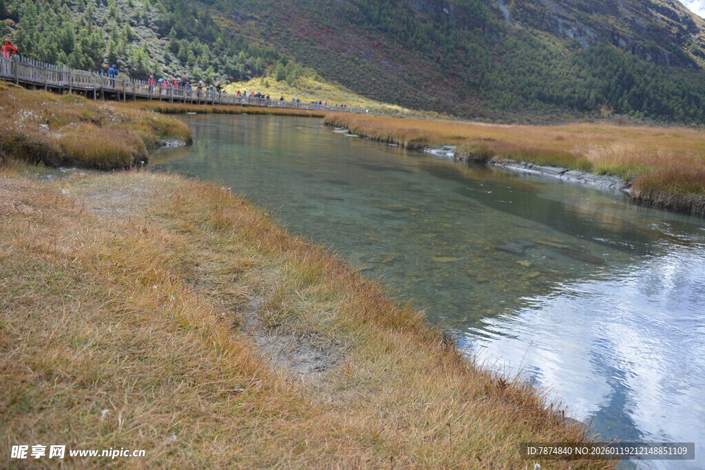 山间溪流旁的金黄草地