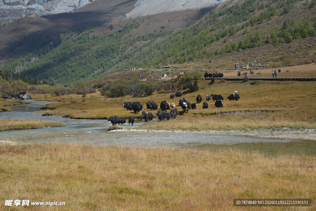 山间牛群与美丽自然风光