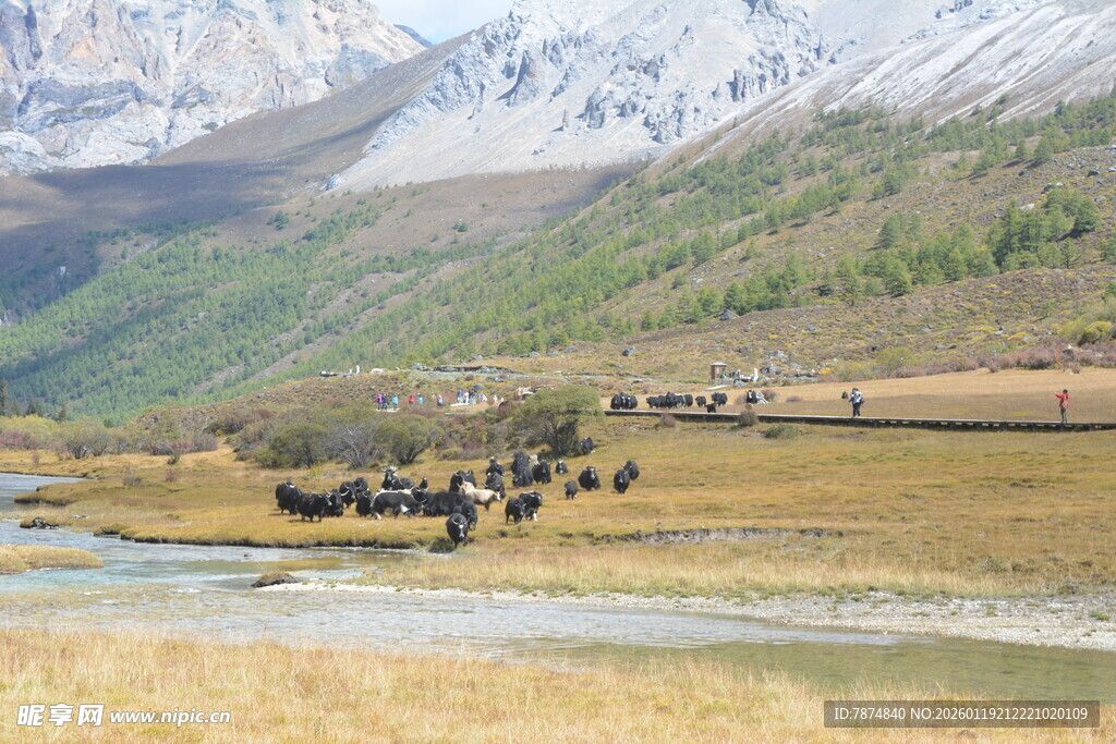 山间草原上的牛群景观