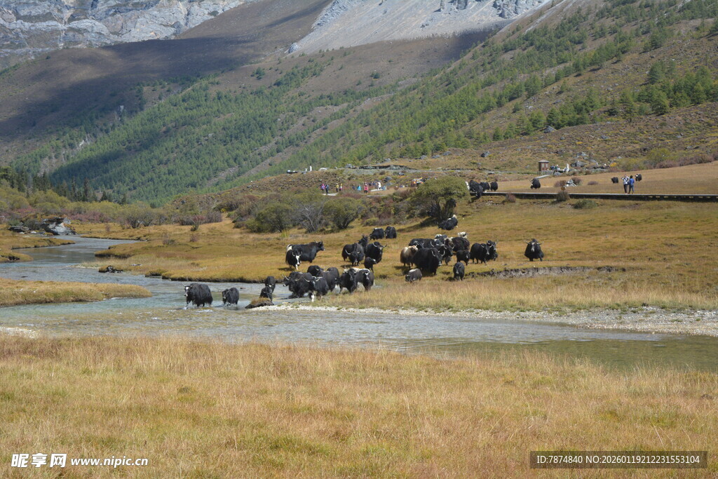 草原河畔的马群