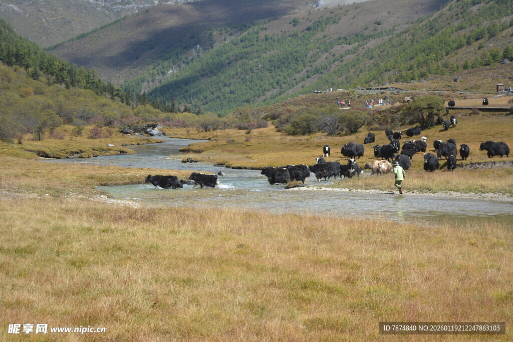草原河畔牛群悠然景象 稻城亚丁
