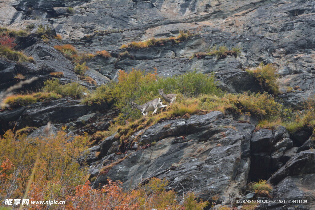 悬崖上的野生动物 稻城亚丁