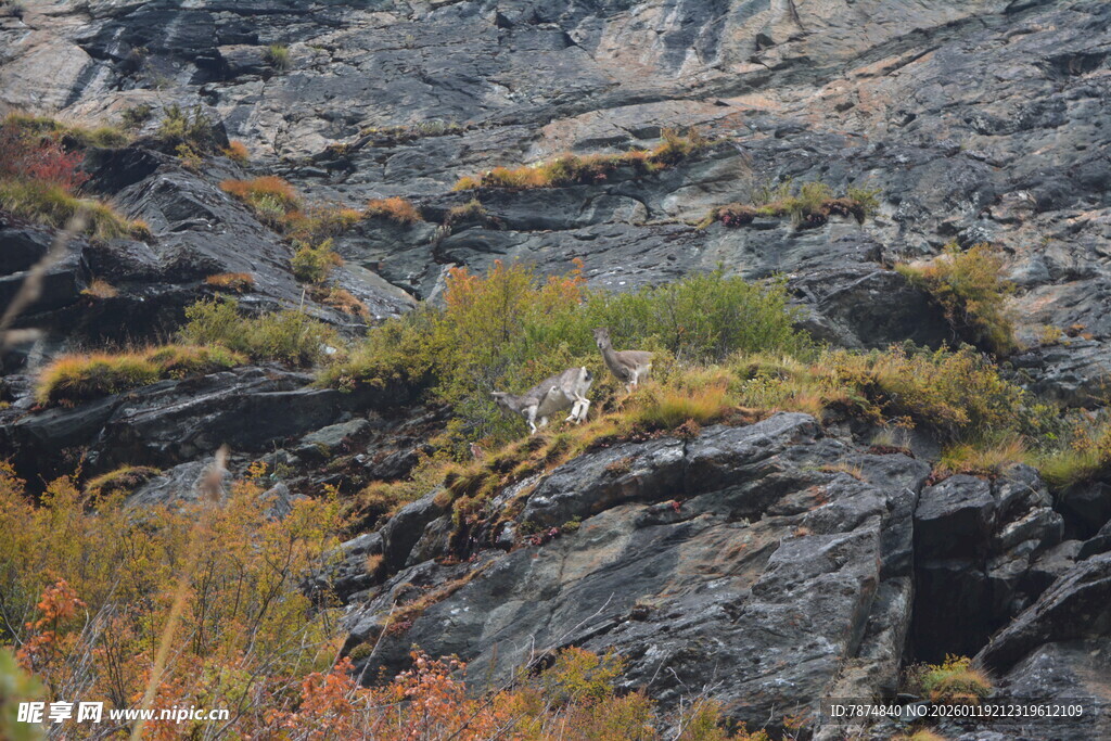 山间岩石上的野生动物