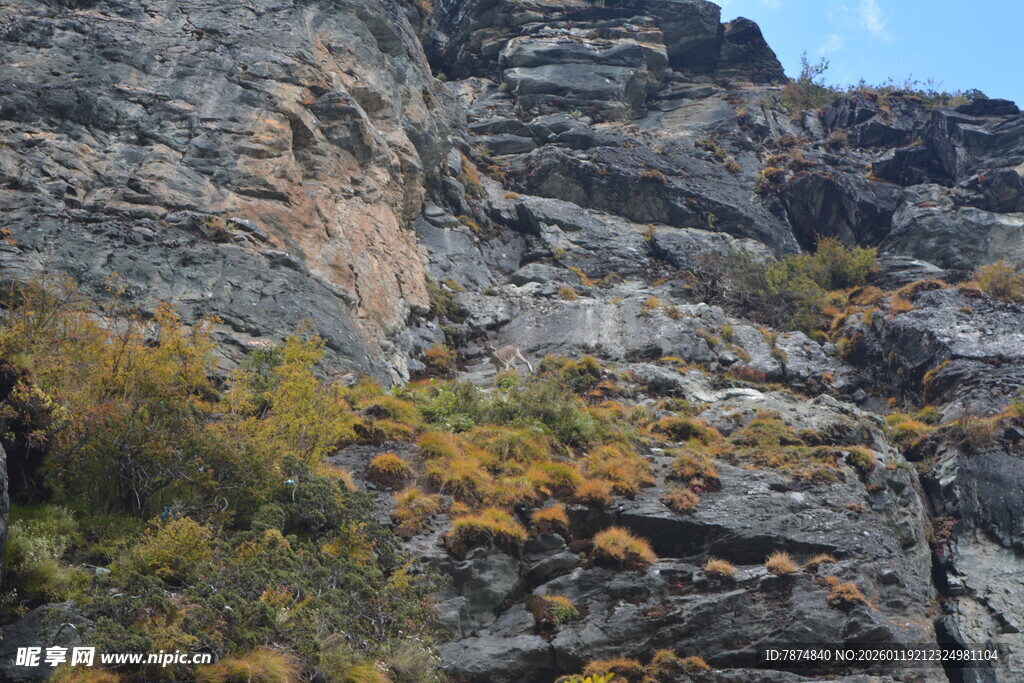 嶙峋山石间的斑斓植被 稻城亚丁