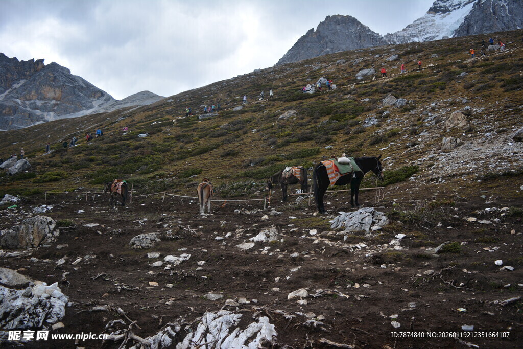 山间马群漫步 稻城亚丁