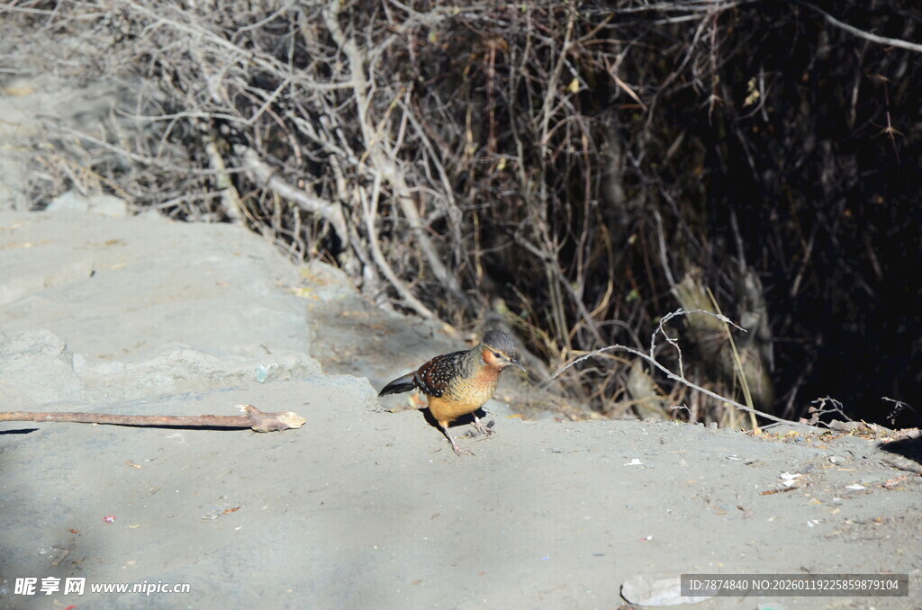 雪地中的多彩小鸟