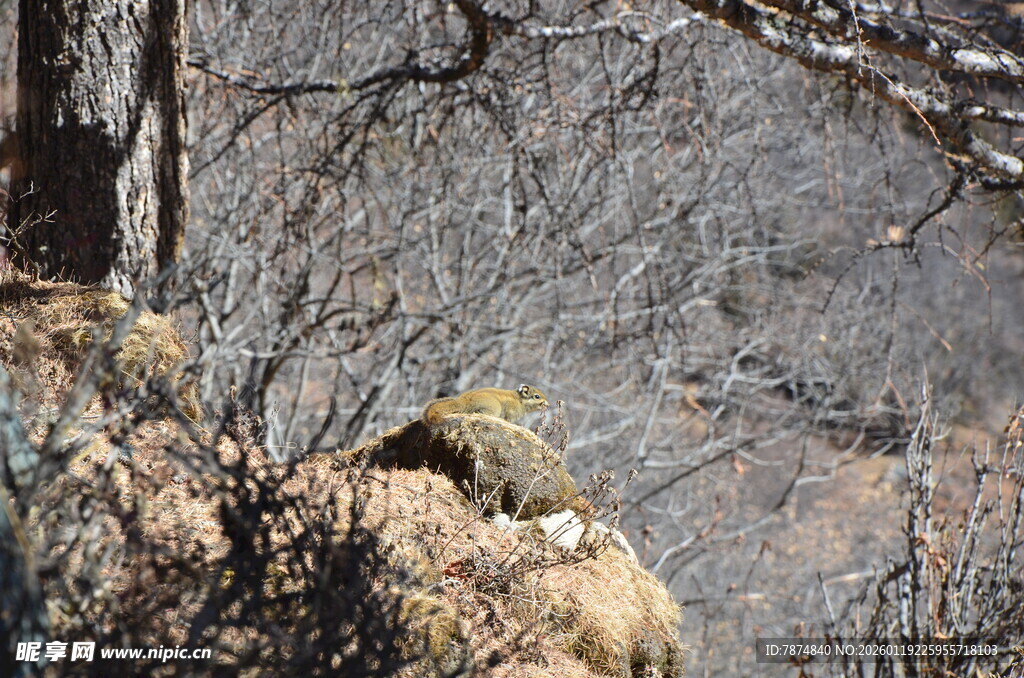 岩石上休憩的野生动物