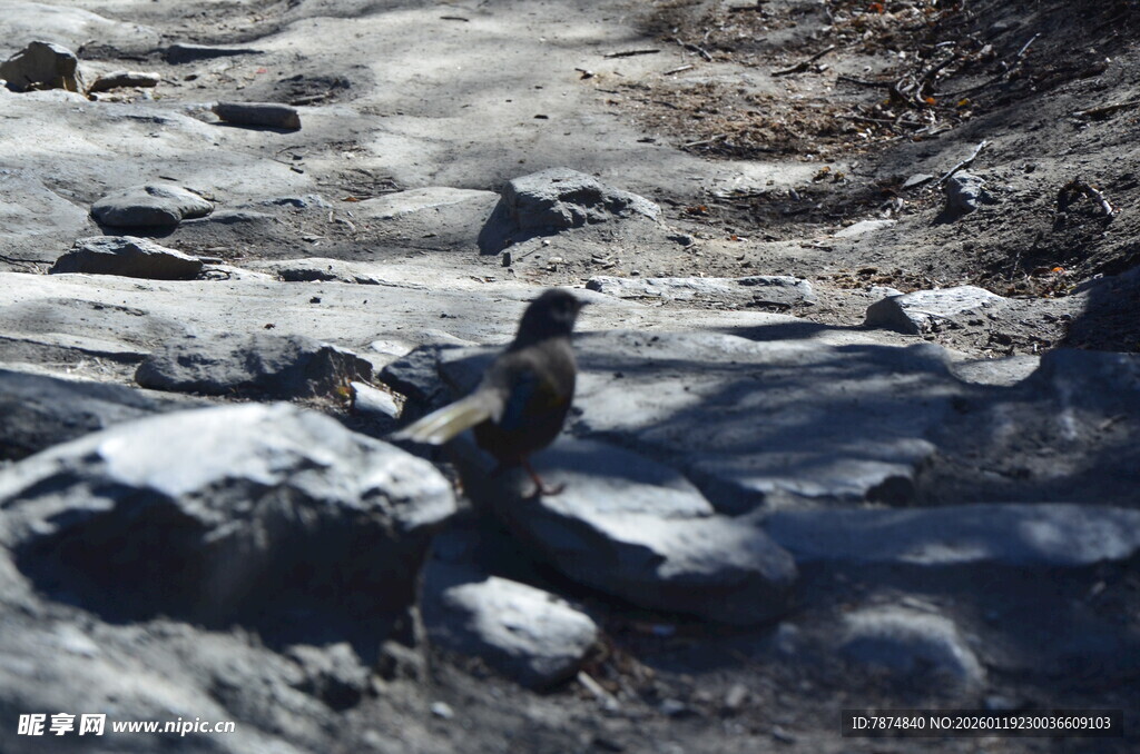 岩石间的孤独身影