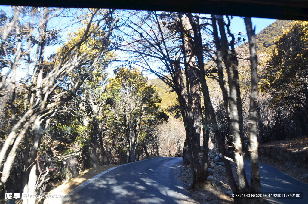 林间幽径 阳光洒落的美景