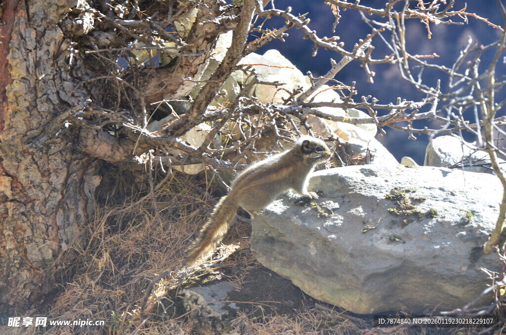 岩石旁的枯树枝