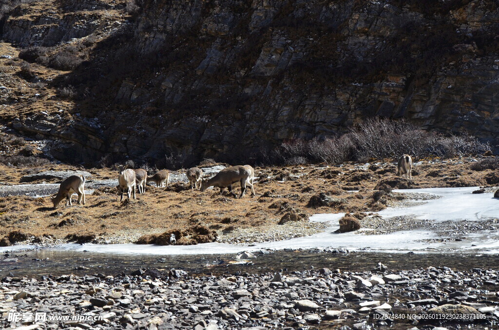 山间河谷中的荒凉景象