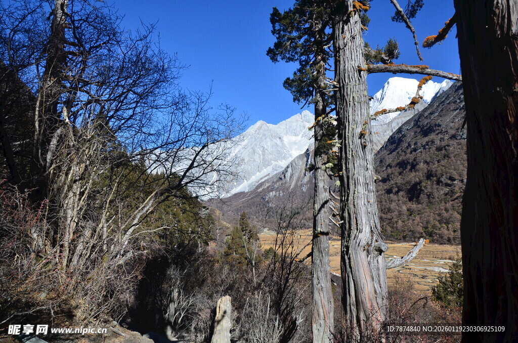 山间雪景与枯木景观