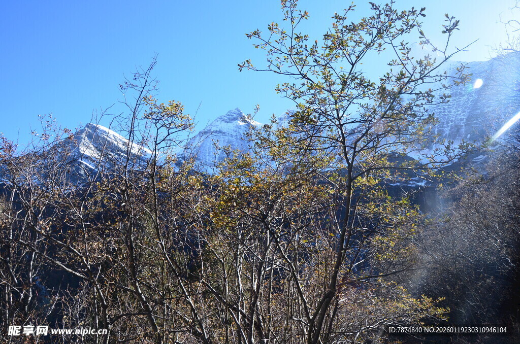 雪山旁的枯树景观