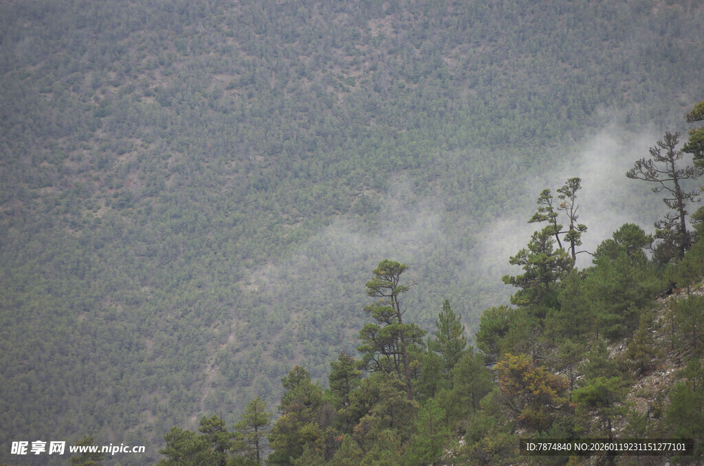 山间云雾缭绕的葱郁树林