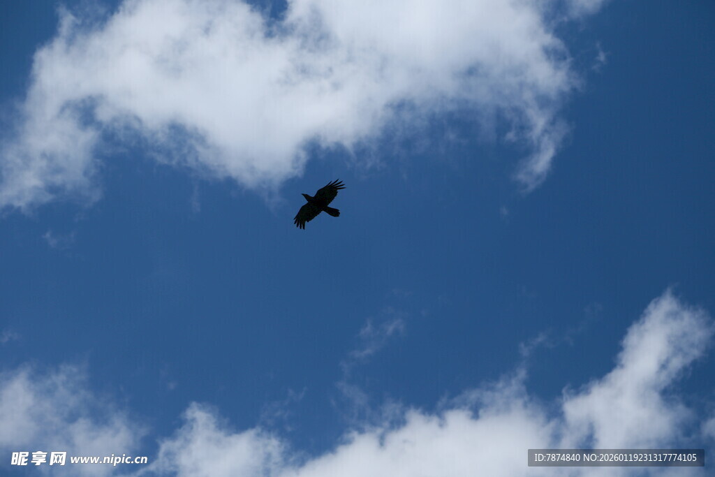 蓝天中翱翔的飞鸟
