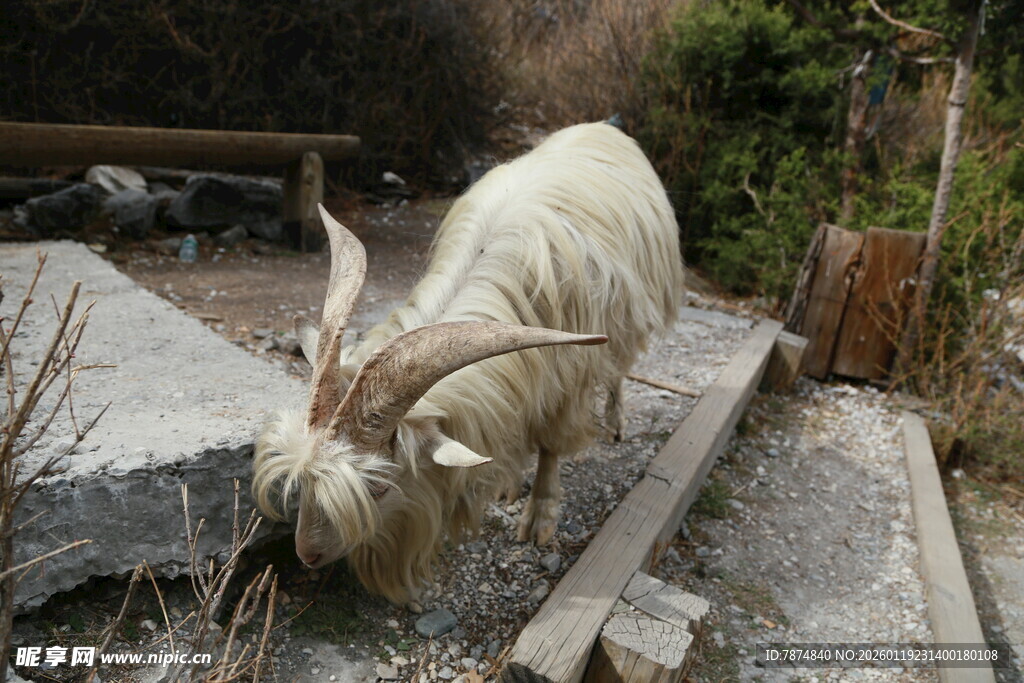 低头觅食的山羊