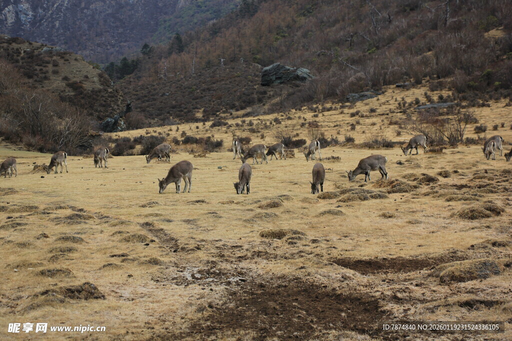 山间草原上的动物群