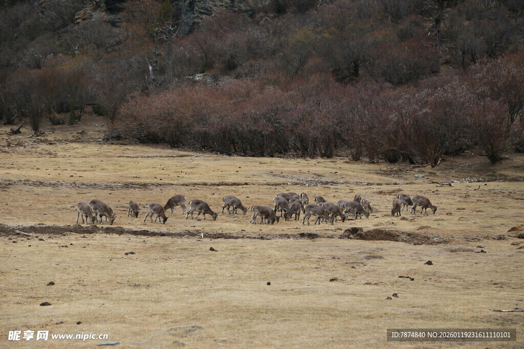 草原上的马群奔腾