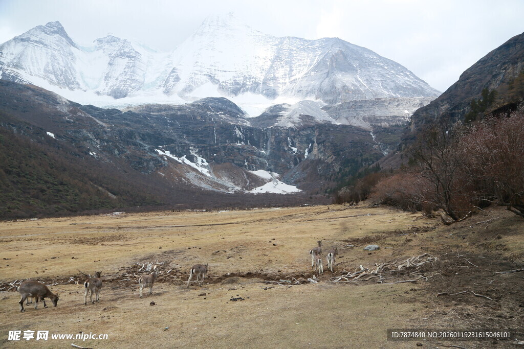 雪山下的开阔山野风光