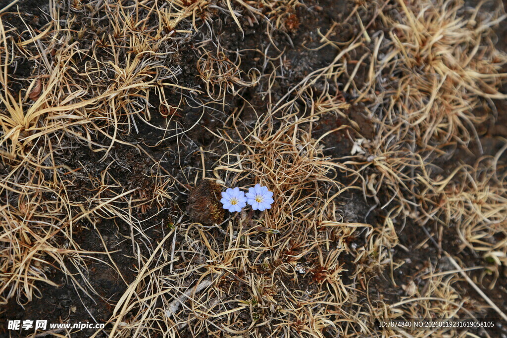 枯草间的两朵蓝色小花