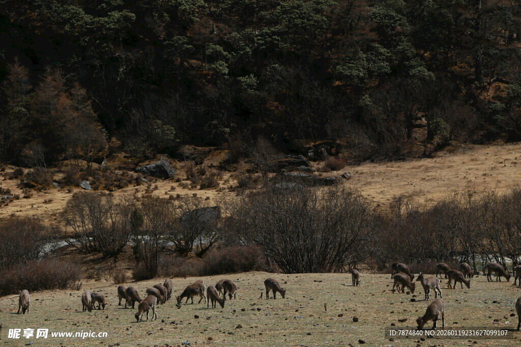 草原上的动物群