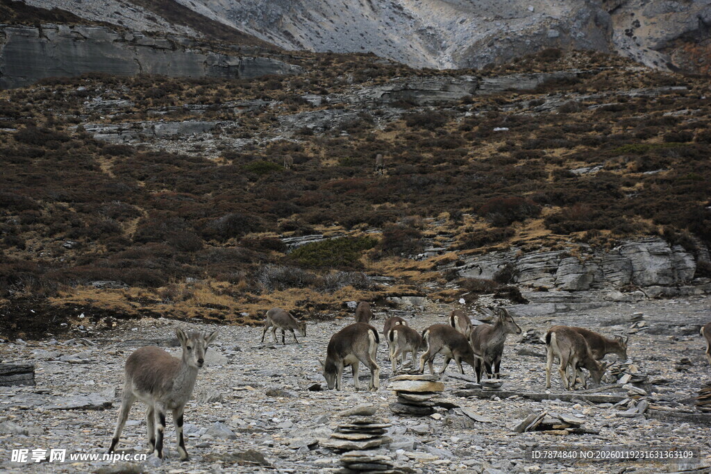 雪地中的野生羚羊群