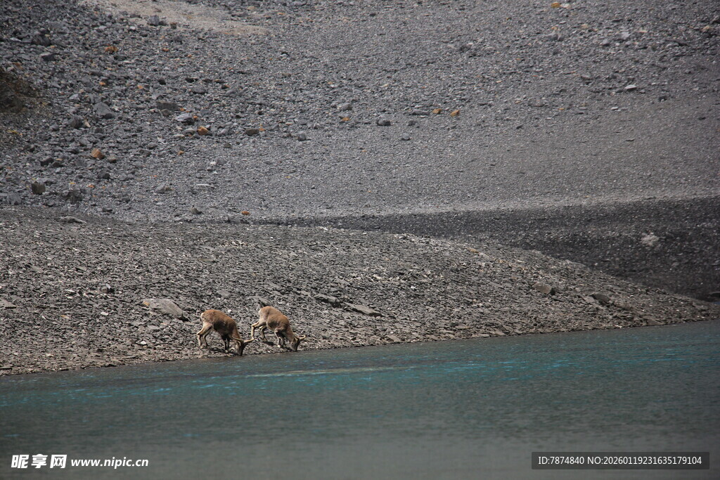湖畔漫步的动物