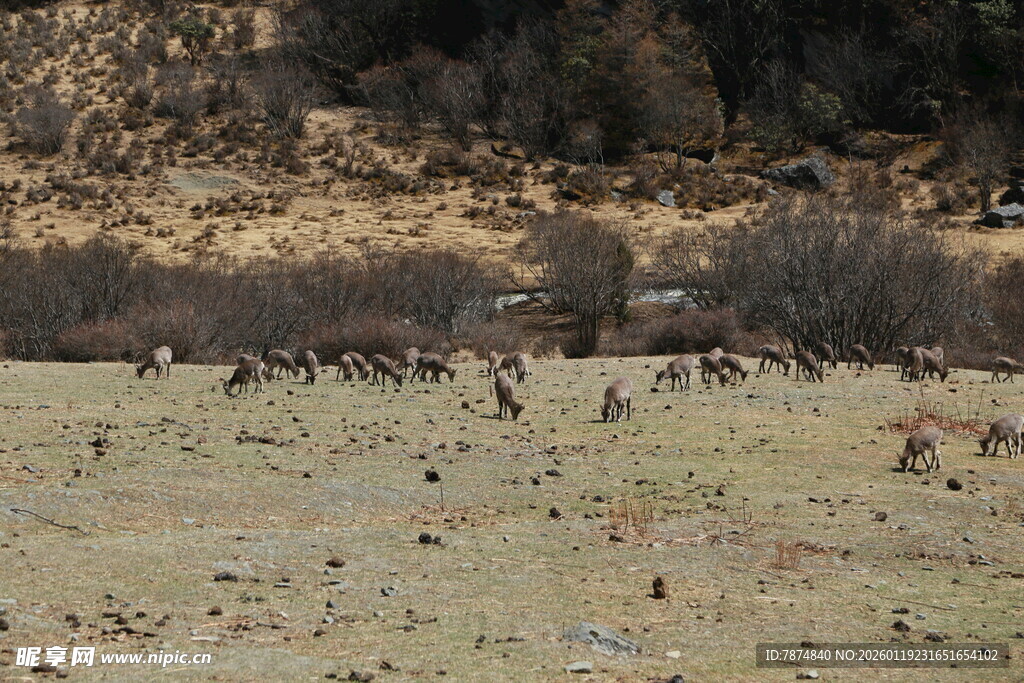 草原上的动物群