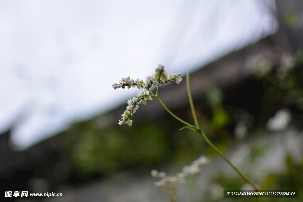 清新野外小花特写