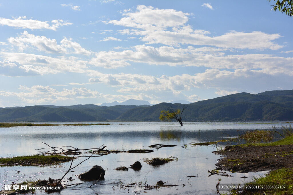 湖畔孤树 山水相映成趣 稻城