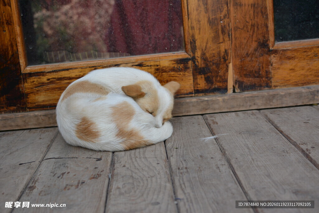 蜷睡在木阶的可爱猫咪