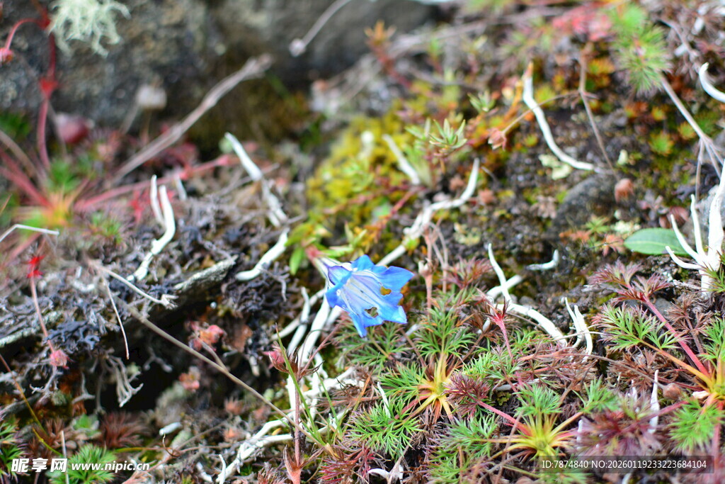 草丛中的蓝色小花