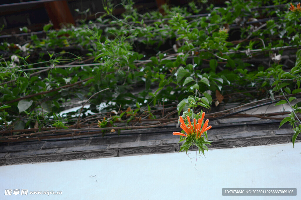 墙边绽放的鲜艳凌霄花 稻城